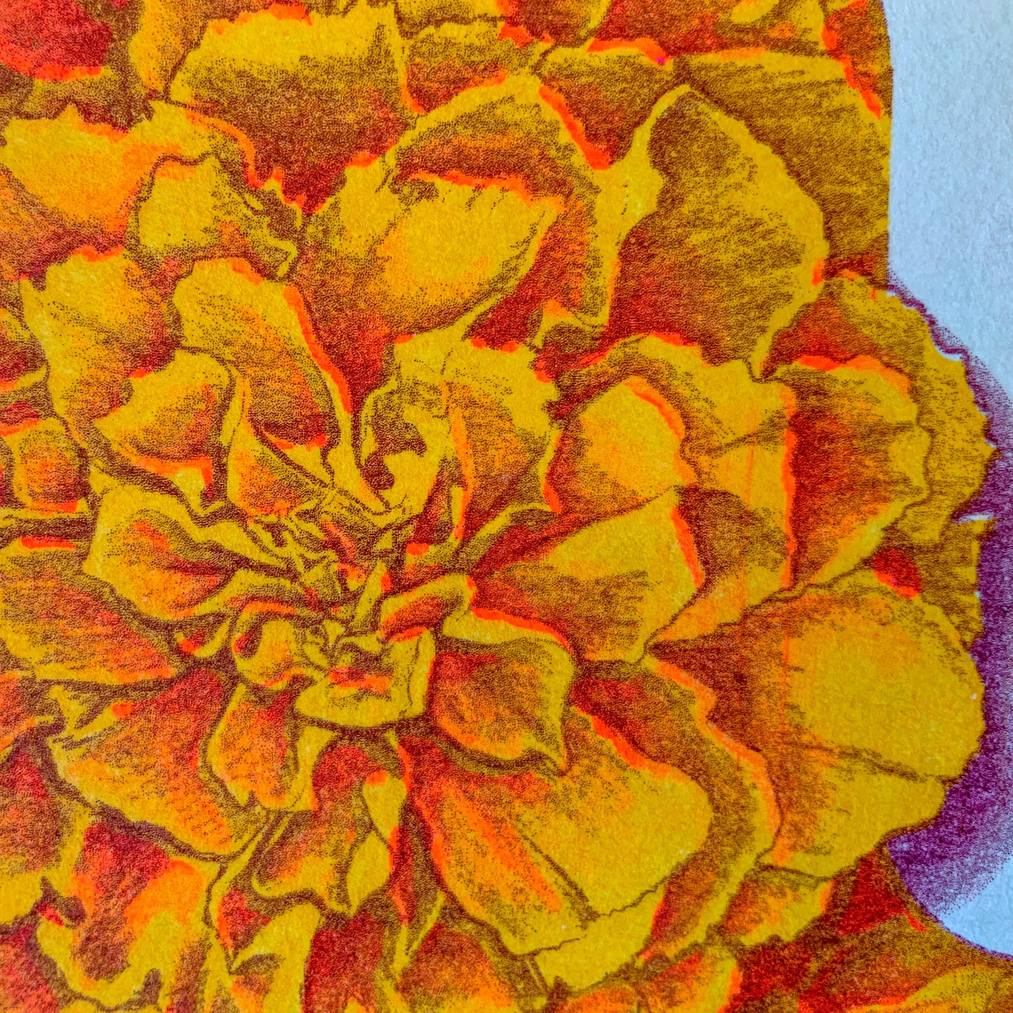 Marigold Riso Print