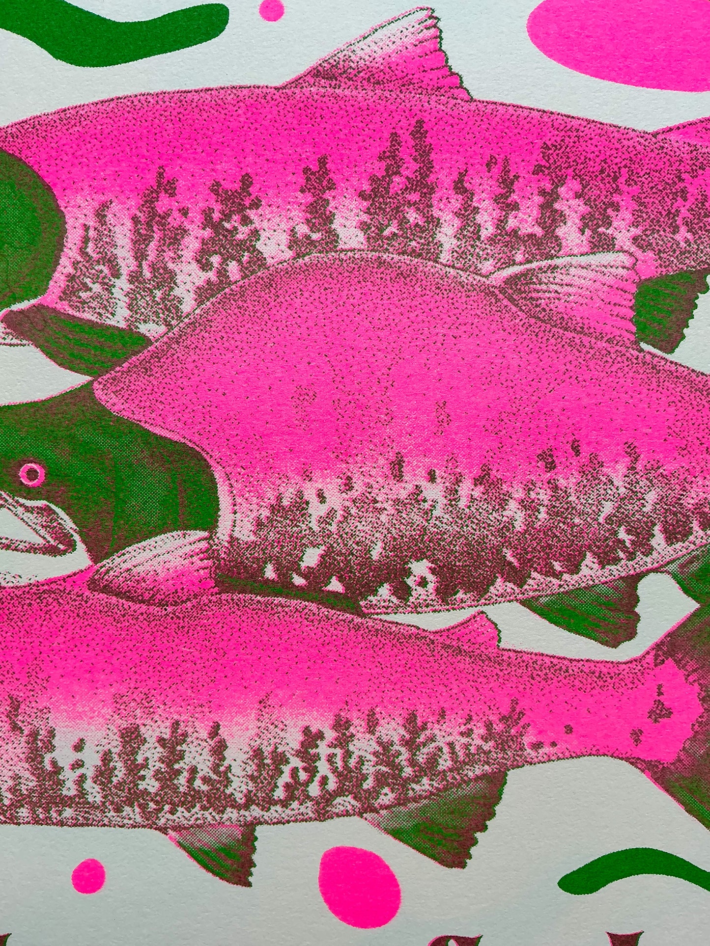 Sockeye Salmon