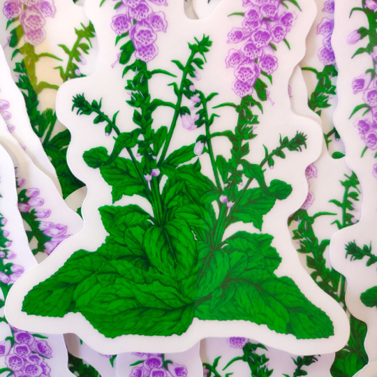 Foxglove Clear Backed Vinyl Sticker