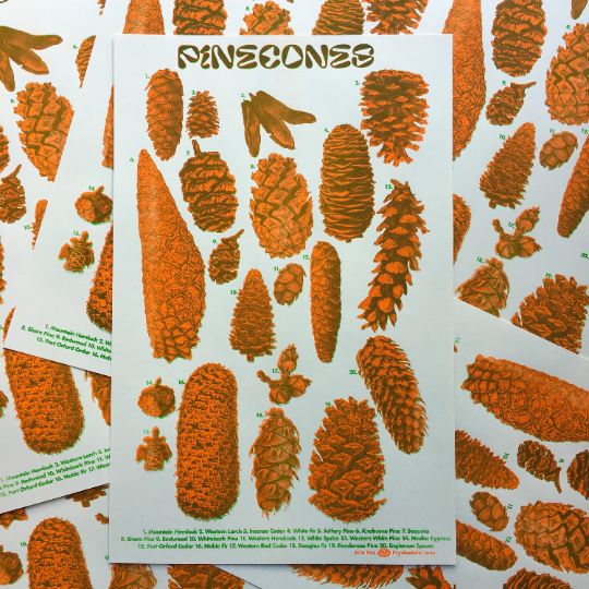 Riso PNW Pinecone Identification Poster
