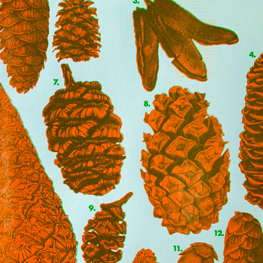 Riso PNW Pinecone Identification Poster