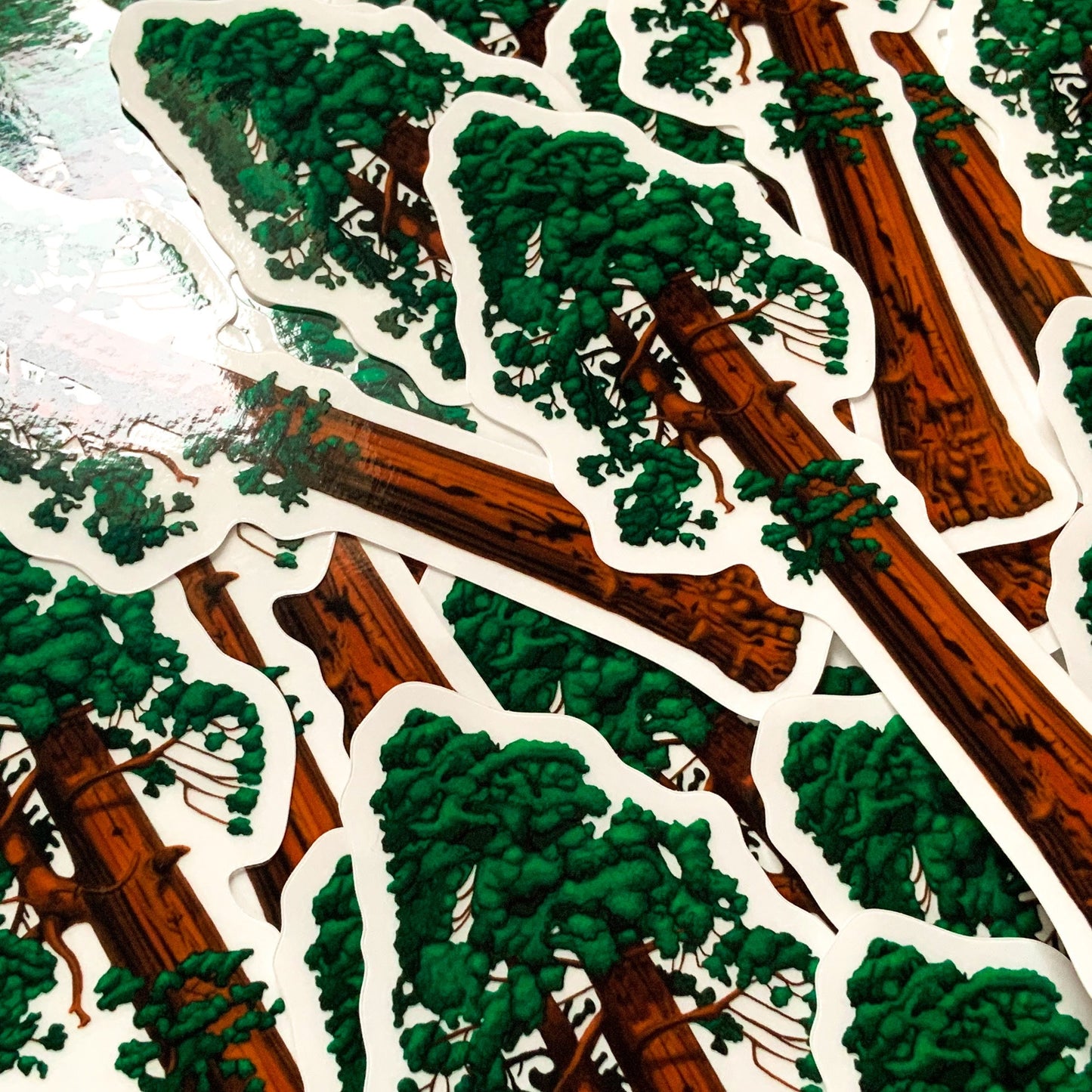 Sequoia Tree sticker- Clear Backing