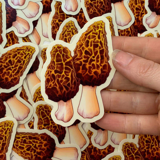 Clear-Backed Morels Sticker