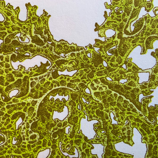 Lungwort Lichen Riso print