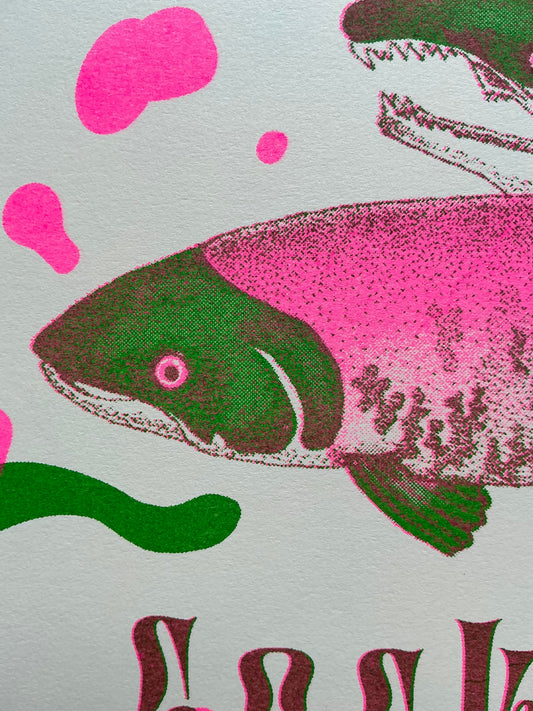 Sockeye Salmon