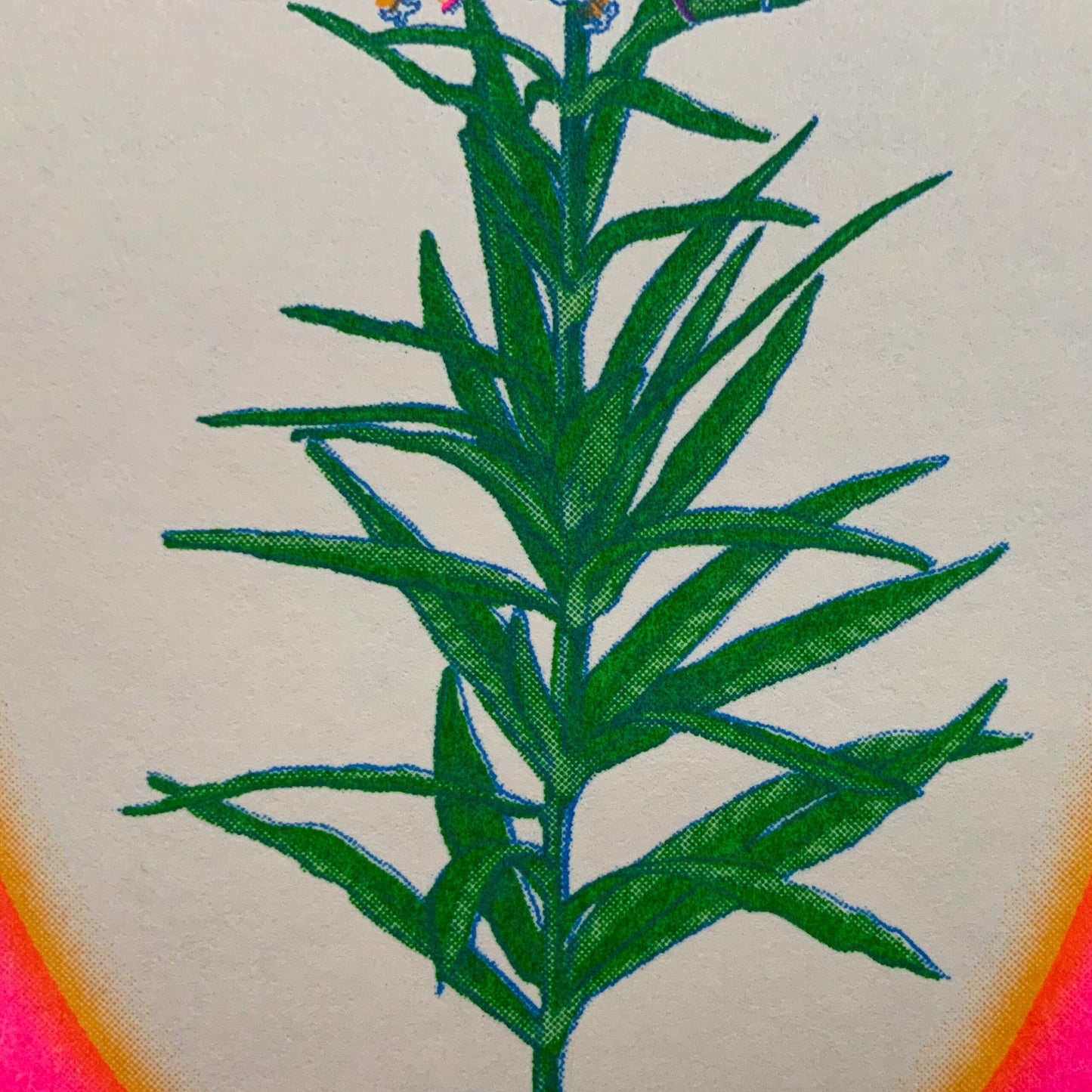 Fireweed Riso Print