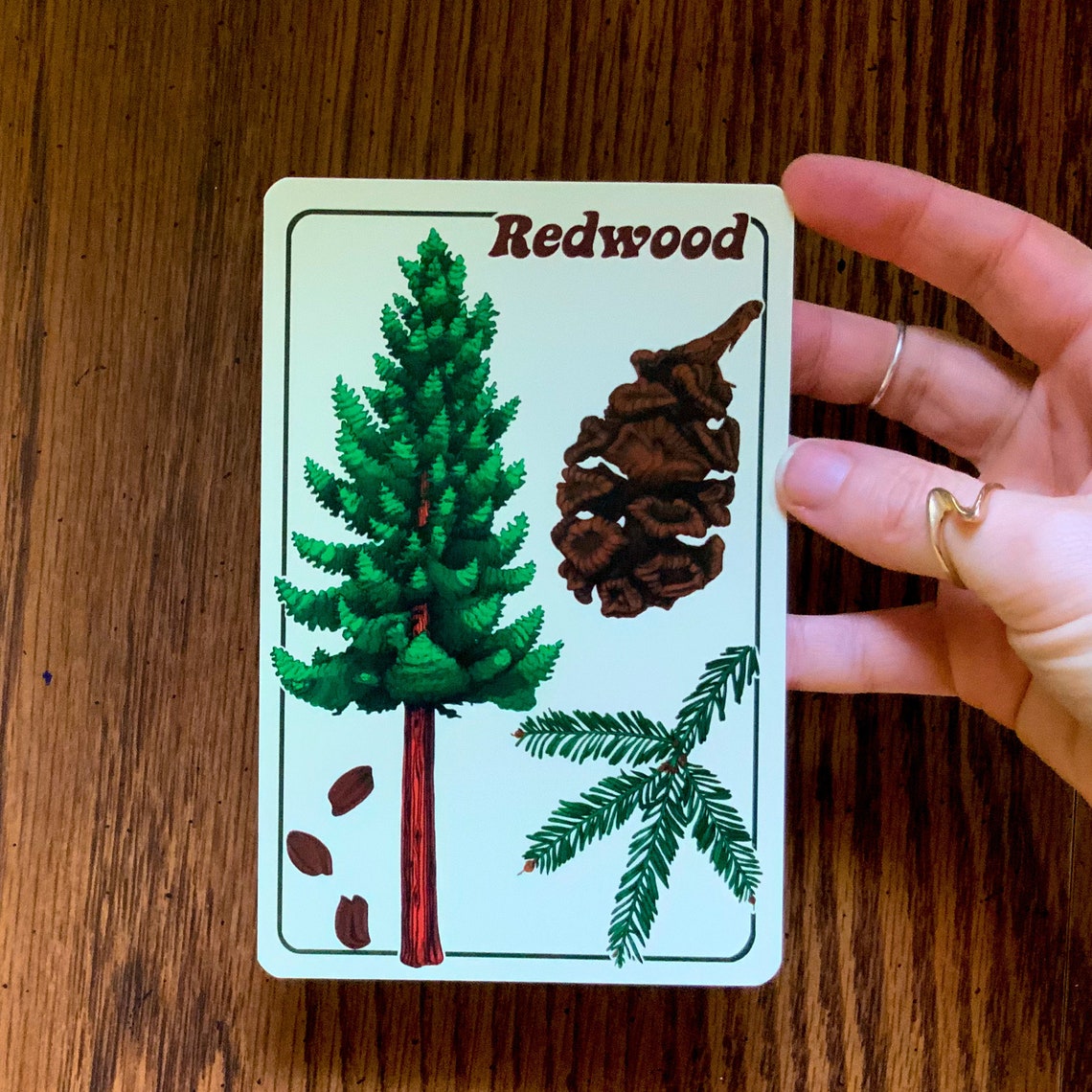 Tree Identification Postcard Pack