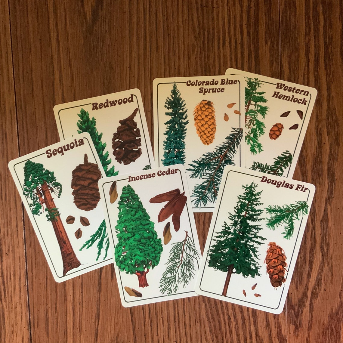 Tree Identification Postcard Pack