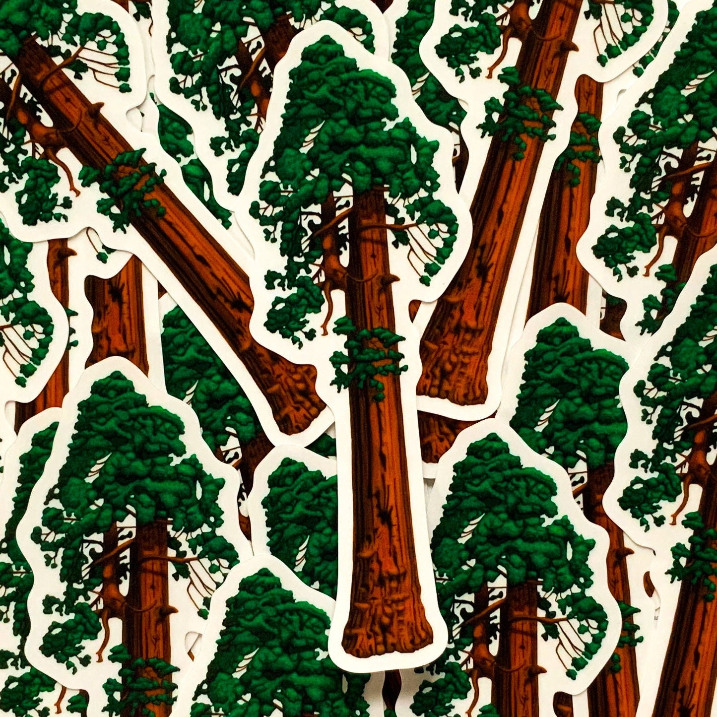Sequoia Tree sticker- Clear Backing